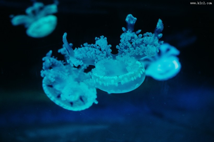 深海的蓝色水母图片