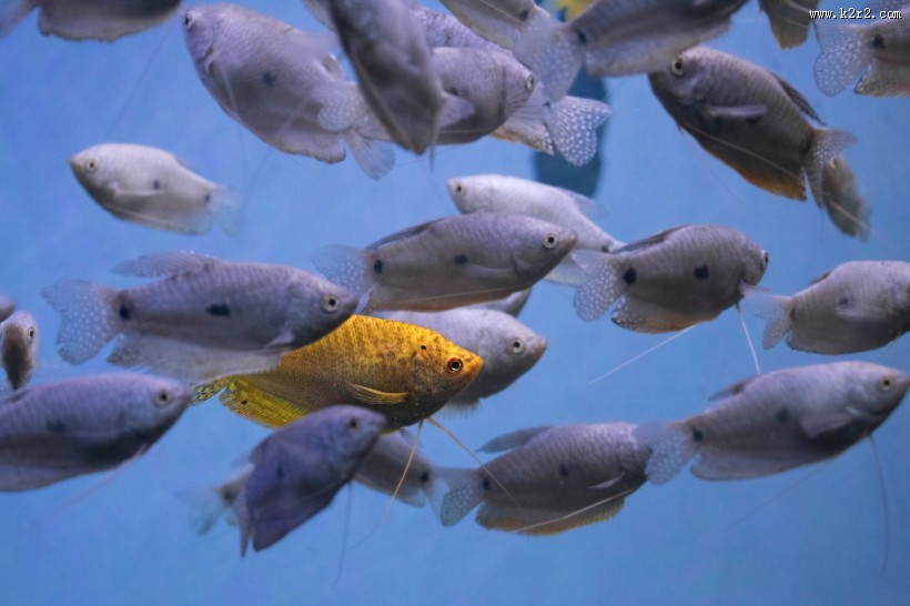 长相各异的海鱼图片大全