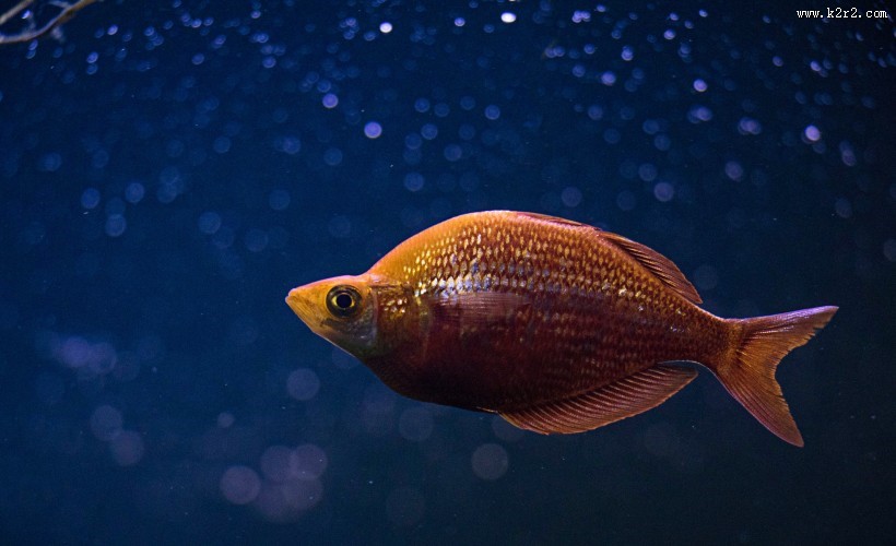 长相各异的海鱼图片大全