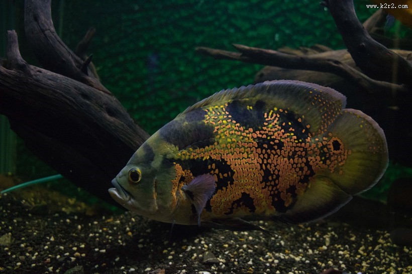 长相各异的海鱼图片大全