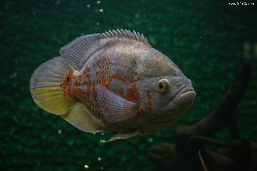 长相各异的海鱼图片大全