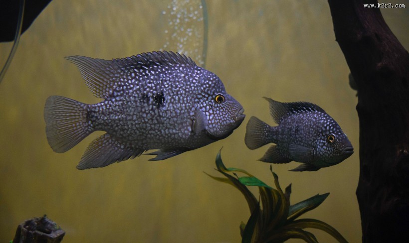 长相各异的海鱼图片大全