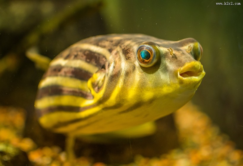 长相各异的海鱼图片大全