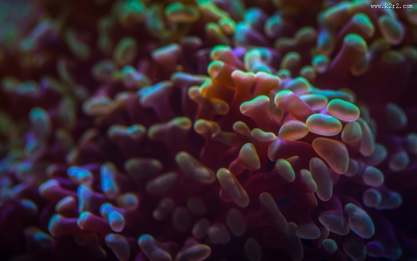 深海里的珊瑚图片