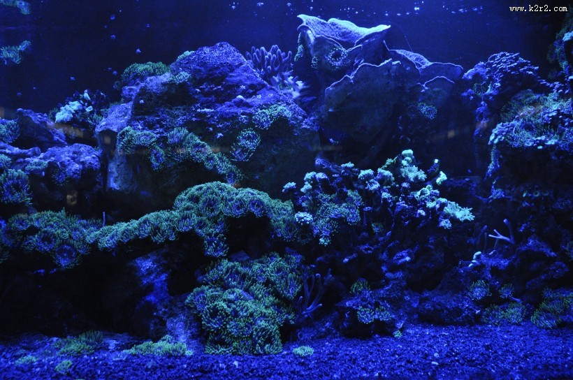 海底的珊瑚礁图片