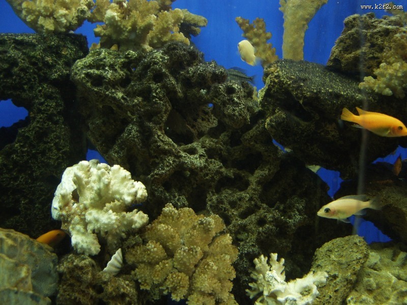 海底的珊瑚礁图片