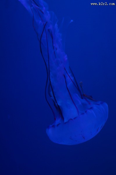 海洋中的水母图片大全