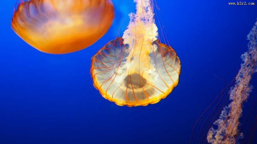 海洋中的水母图片大全