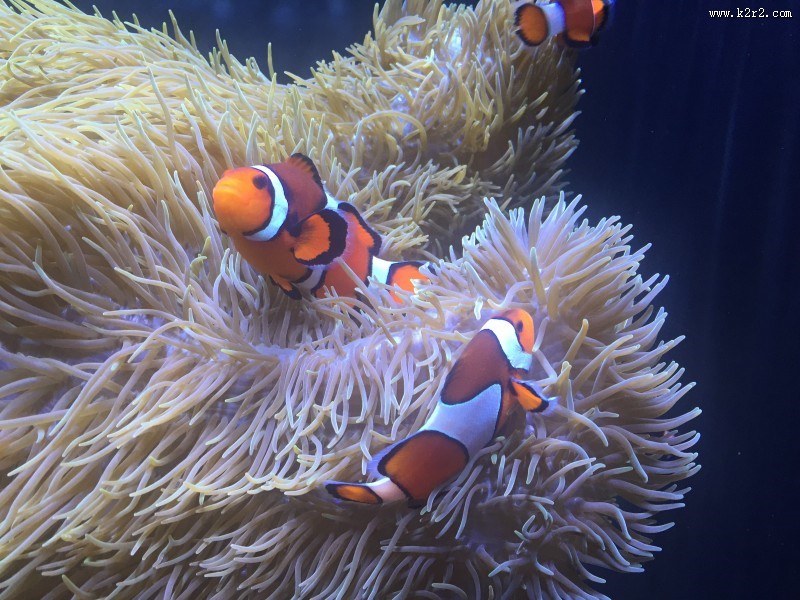 海中的小丑鱼图片