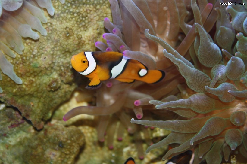 海中的小丑鱼图片