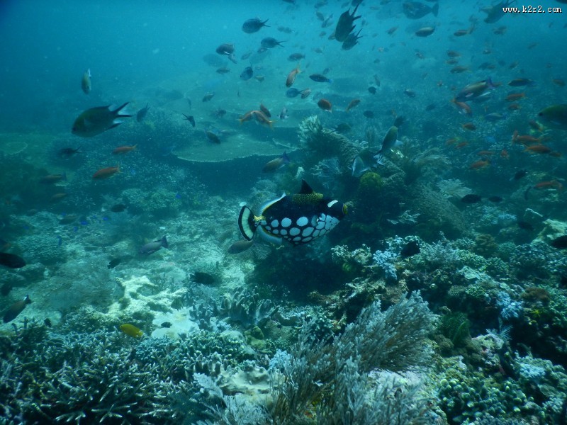 海底的鱼群图片