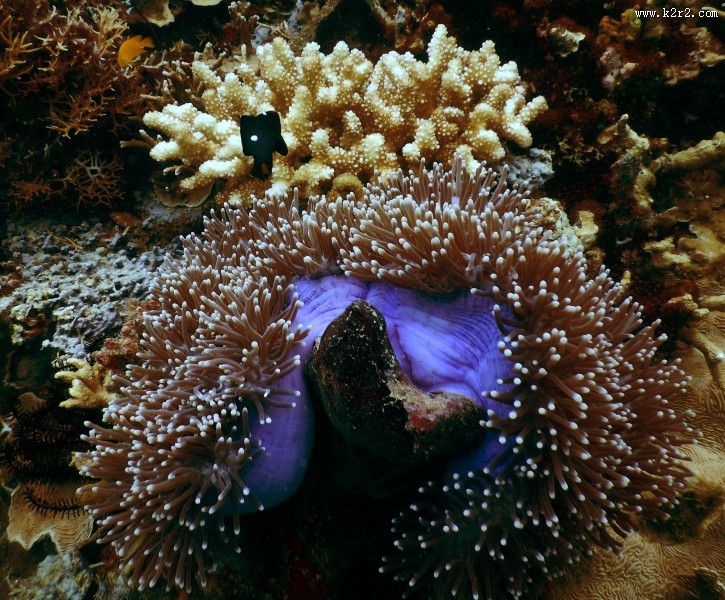 海里的珊瑚图片大全