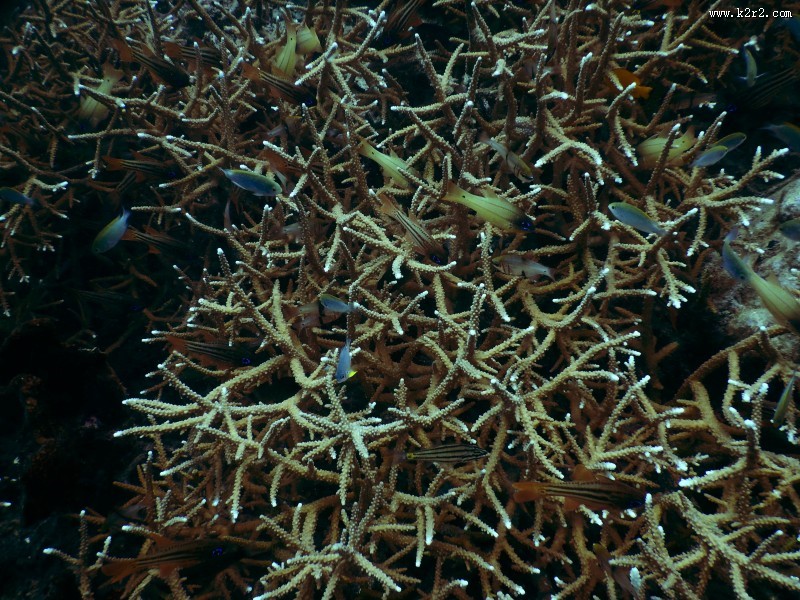 海里的珊瑚图片大全