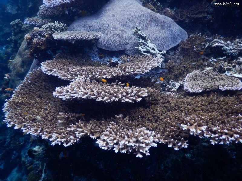 海里的珊瑚图片大全