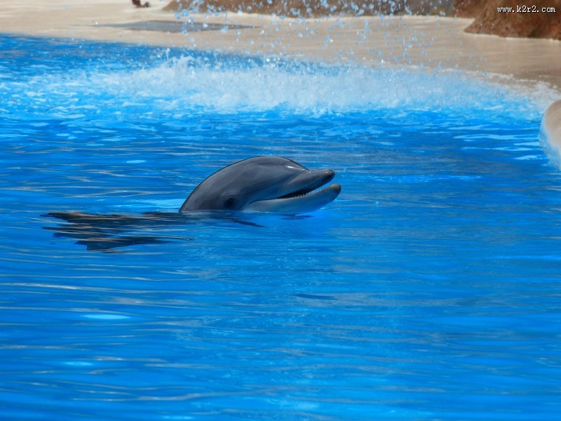 水中的海豚图片