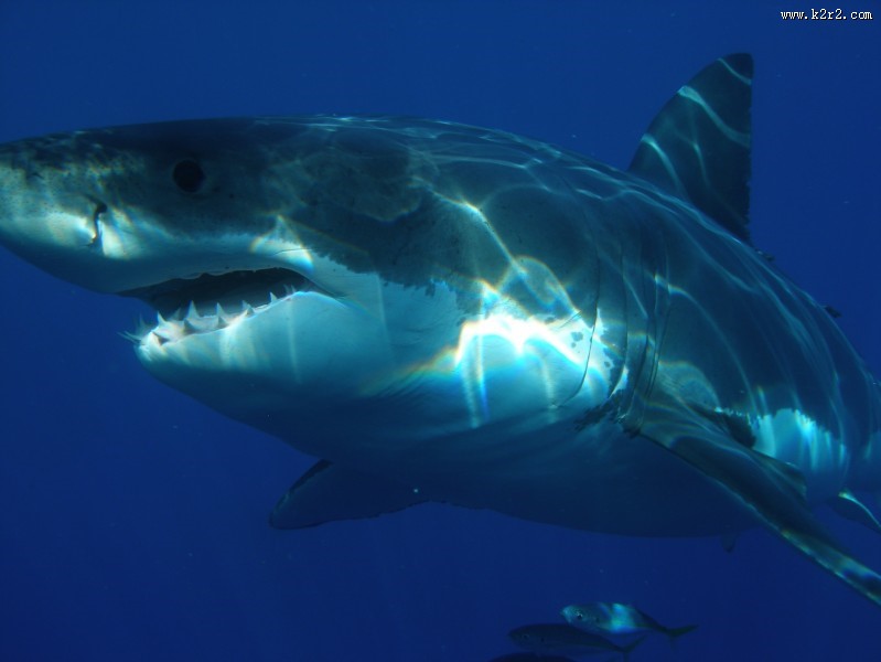 水中的鲨鱼图片大全