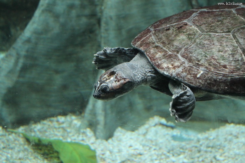 海洋里的海龟图片