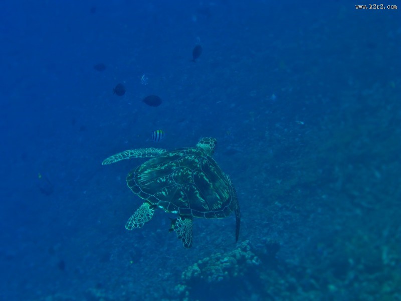 寿命较长的海龟图片大全
