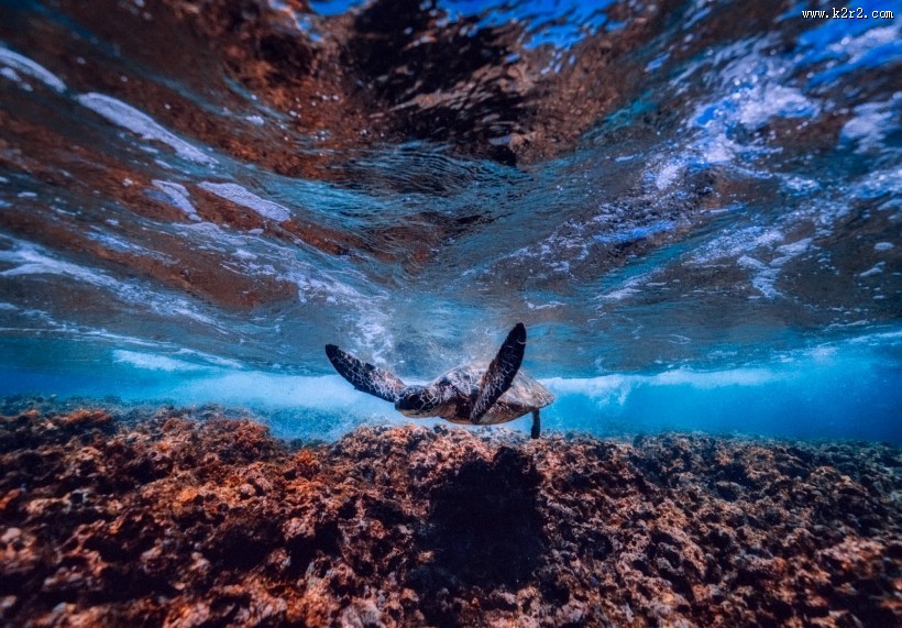 寿命较长的海龟图片大全