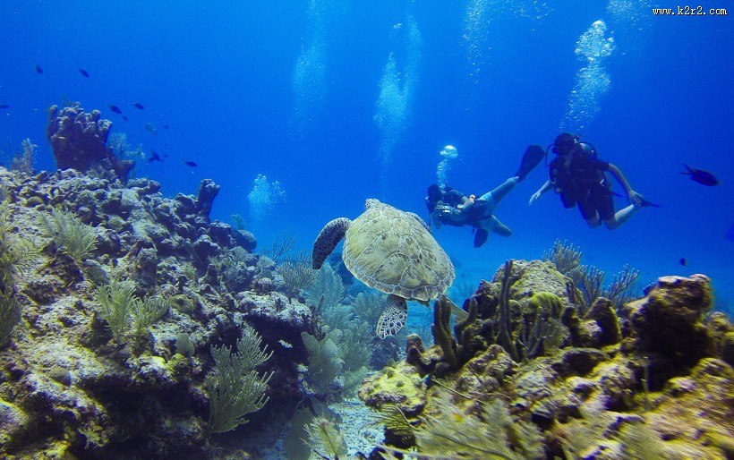 寿命较长的海龟图片大全