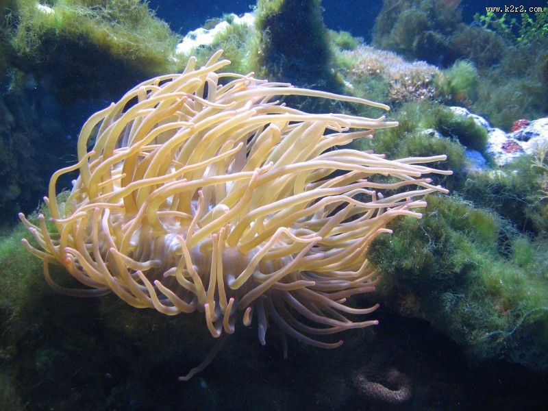 海底珊瑚图片