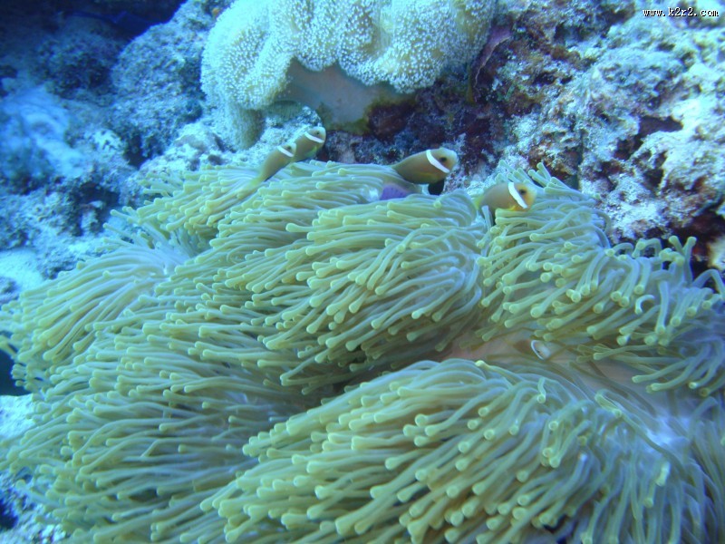 海底珊瑚图片