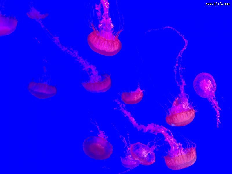 深海里水母图片