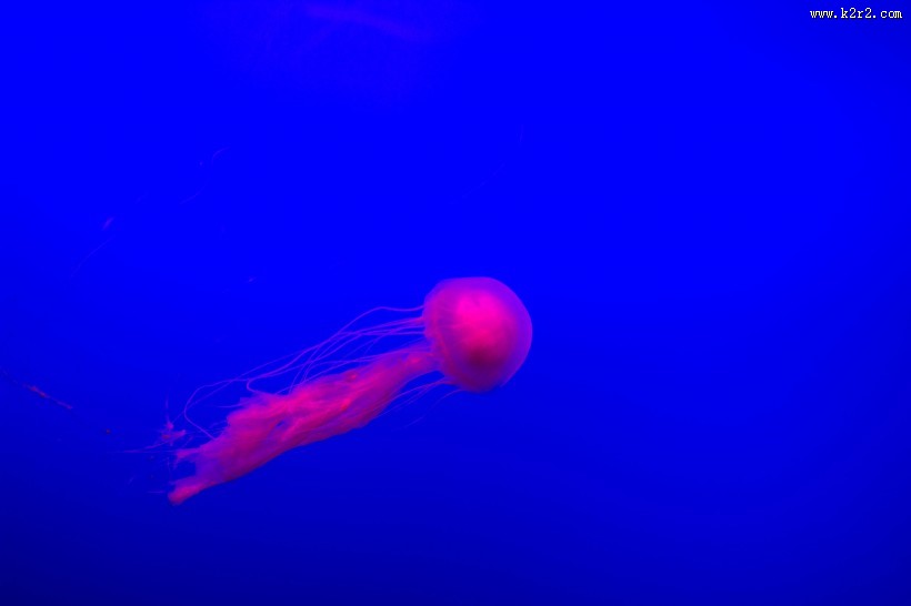 深海里水母图片