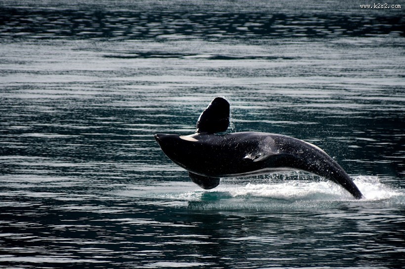 可爱的海豚图片大全