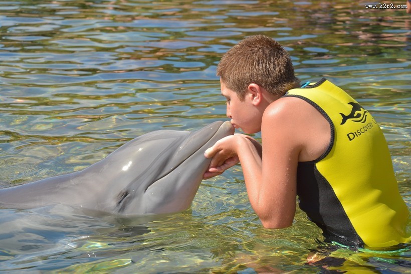 可爱的海豚图片大全