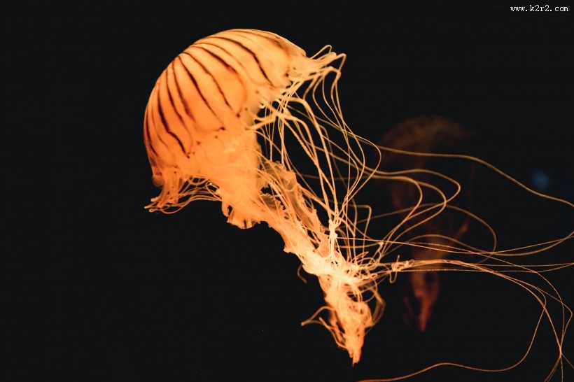 海洋中的水母图片