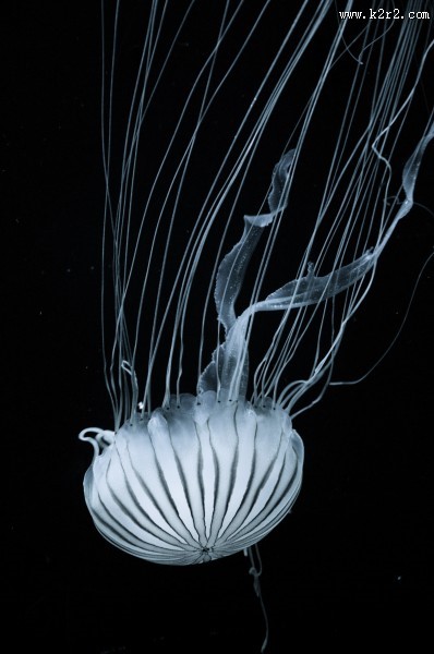 海洋中的水母图片