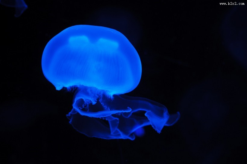海洋中的水母图片