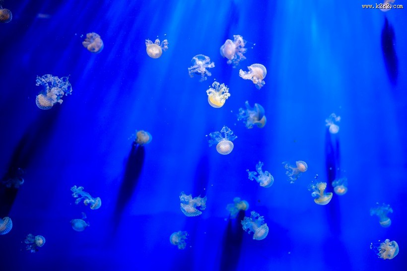 一群水母图片