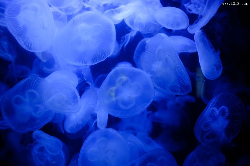 蓝色的水母图片