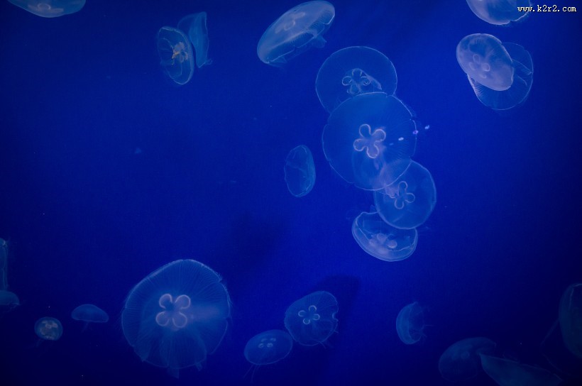蓝色的水母图片