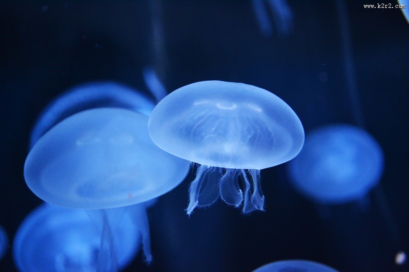 蓝色的水母图片