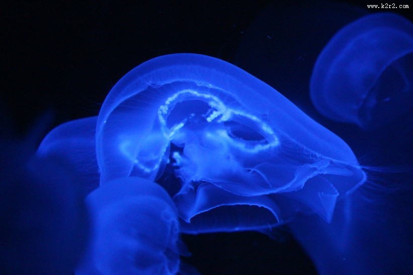 蓝色的水母图片