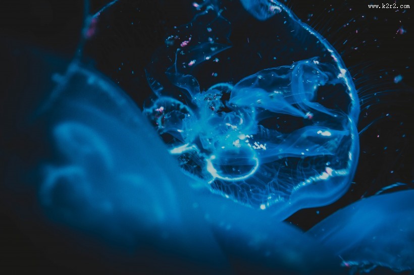 蓝色的水母图片