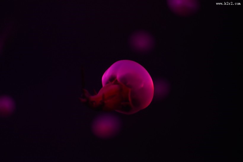 漂亮的发光水母图片