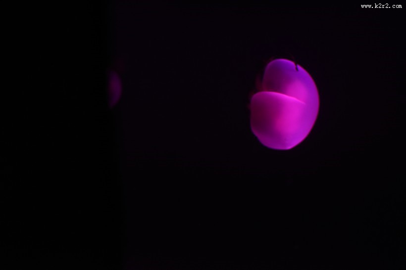 漂亮的发光水母图片