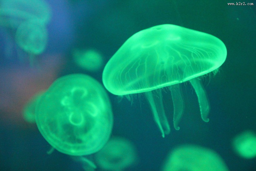 漂亮的发光水母图片