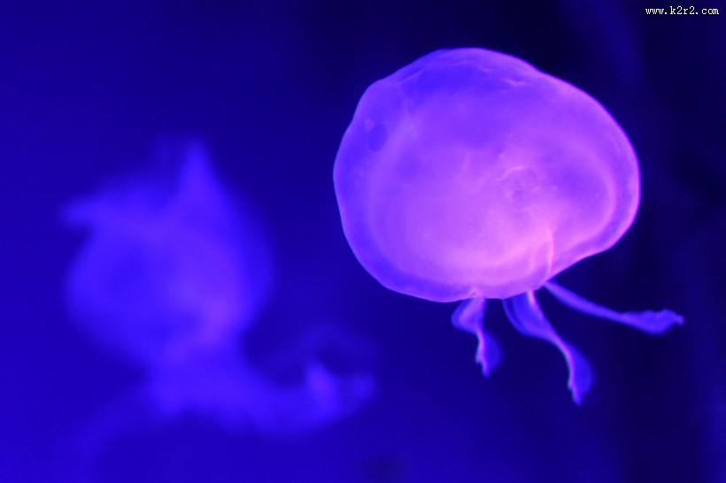 漂亮的发光水母图片