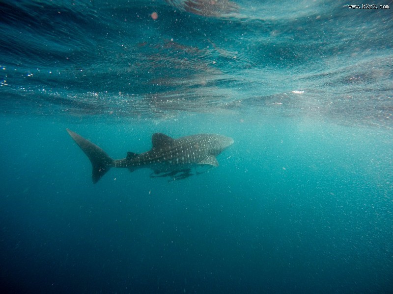 浮出水面的鲸鱼图片