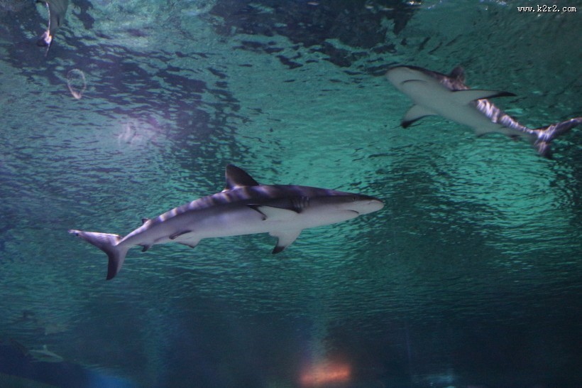 水中的鲨鱼图片