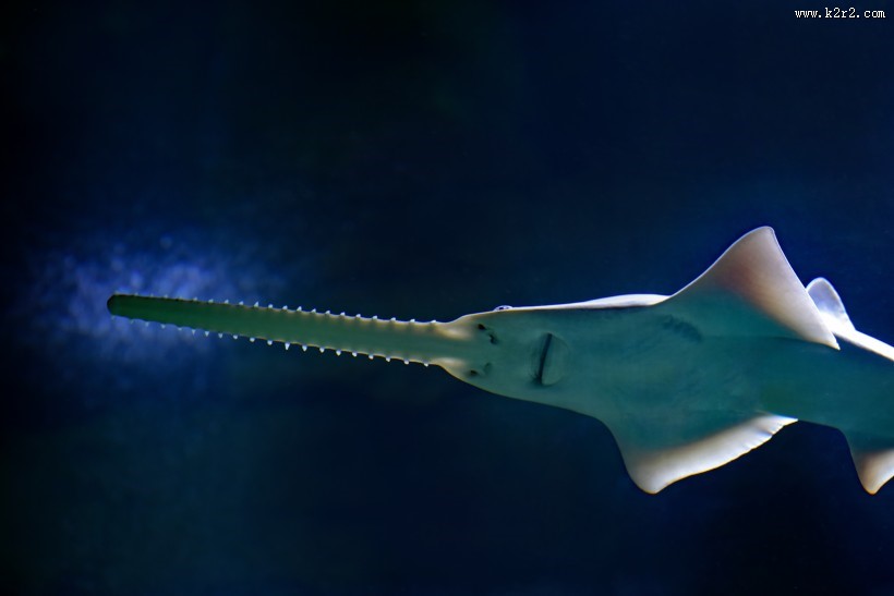 水中的鲨鱼图片