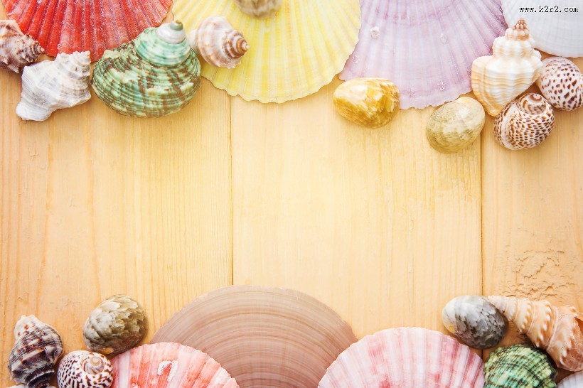 姿态万千的海螺图片