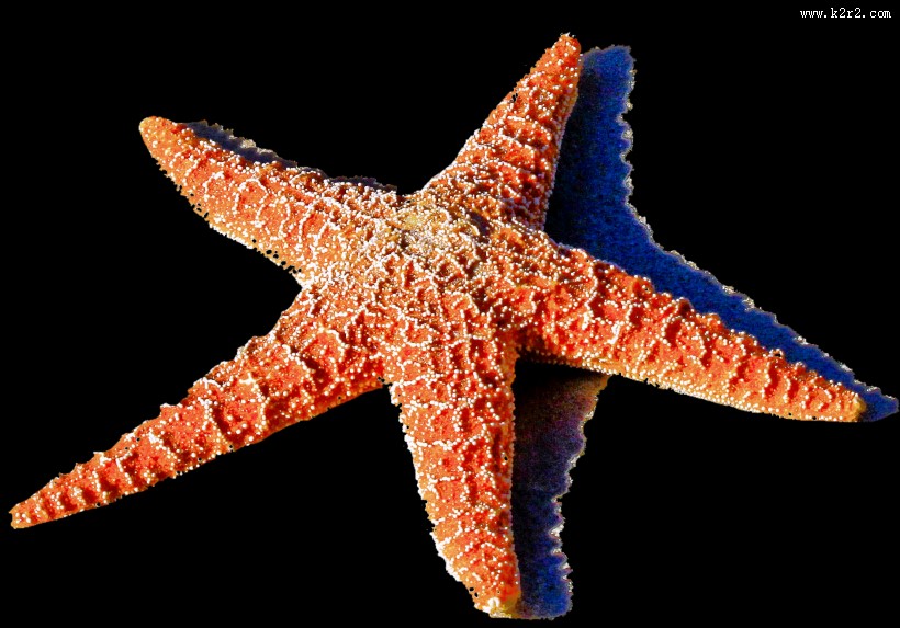可爱的海星图片