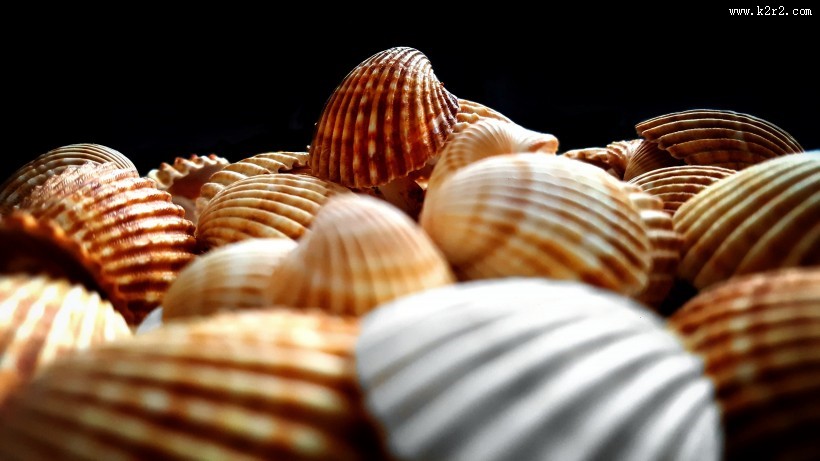 精致漂亮的贝壳图片