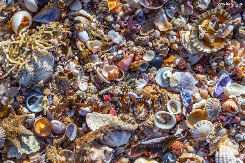 海边的贝壳图片